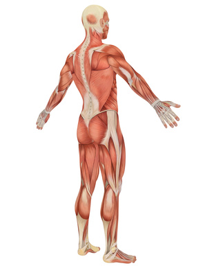 Muscle Pain, Myofacsial Pain, Chicago