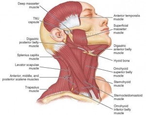 TMJ Muscle Pain: Myofascial Pain, Muscle Spasm and Muscle Splinting All Cause Pain!